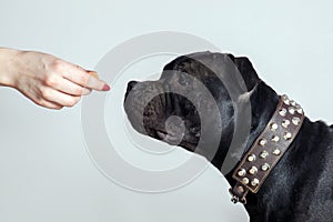 Human hand holds the treats to black Staffordshire BullTerrier dog wearing spiky leather collar.