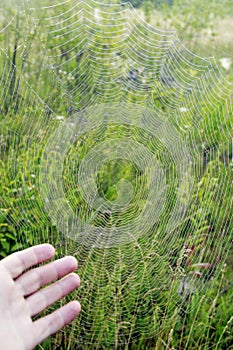 Human hand indicating to big spider`s web with drops of dew at dawn