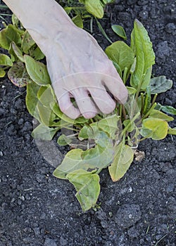 The human hand and lettuce