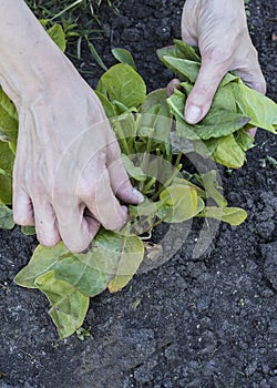 The human hand and lettuce