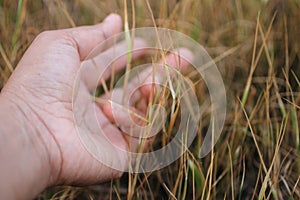 Human hand and nature concept. A hand touched the barren grass.