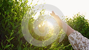 Human hand on nature in sunlight