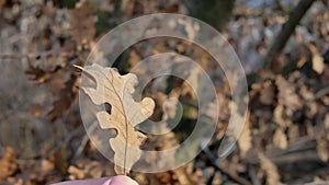 Human hand with oak tree leaf