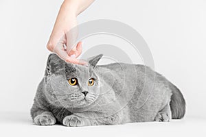 Human hand petting cat`s head. British Shorthair