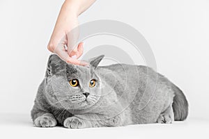 Human hand petting cat`s head. British Shorthair photo