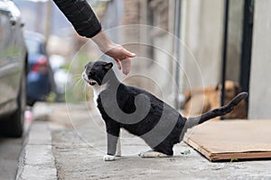 Human hand petting friendly black stray cat living on street, animal homelessness