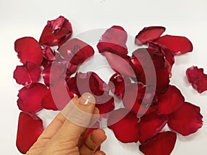 human hand pick one petal of red rose flower on white background