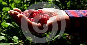 Human hand pick raspberry and put it in palm. Close up view.