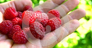 Human hand pick raspberry and put it in palm. Close up view