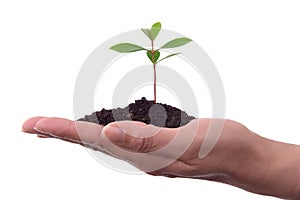 Human hand with plant