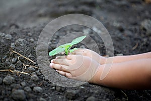 Human hand plant small tree. Little boy hands holding young tree