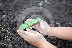 Human hand plant small tree. Little boy hands holding young tree