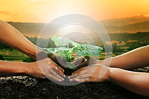 Human hand planting young plant together on dirt soil against be