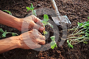 Human hand planting young sunflowers plant on dirt soil use for