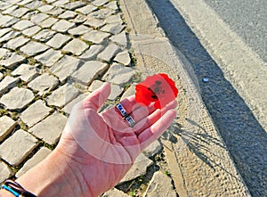 Human hand with poppy flower on the road