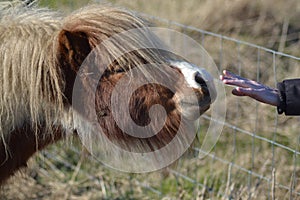 Human hand reaches out to a shetland pony