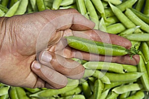 Human hand showing green peas