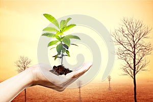 A human hand shows a grown plant on fertile soil with barren trees in the drought field