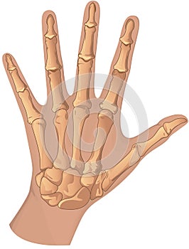 Human hand skeletal system
