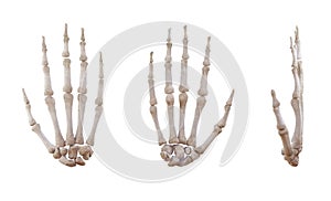 Human hand skeleton bones isolated
