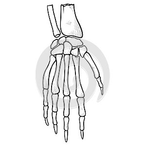 Human hand skeleton icon, graphic medical symbol