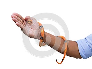 Human hand with snake toy photo