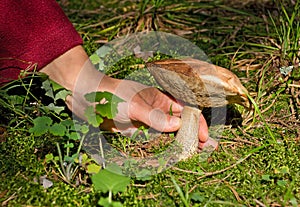 Human hand snatches mushroom(Leccinum scabrum) out of the land