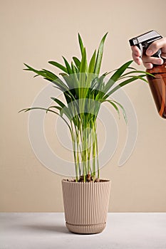 Human hand spraying houseplant Areca palm with a spray bottle