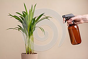 Human hand spraying houseplant Areca palm with a spray bottle