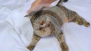 A human hand strokes a gray cat close-up. A sleek gray cat lies on a white bed. The fluffy pet relaxes and purrs.