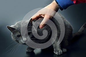 Human hand stroking the gray cat