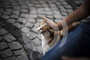 Human hand stroking a stray cat