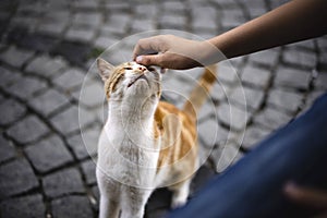 Human hand stroking a stray cat