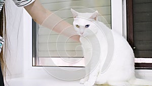 Human hand stroking white cat with green and blue eyes on windowsill