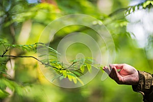 The human hand touches a tree branch with foliage. Caring for the environment. The ecology the concept of saving the