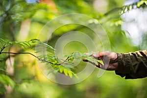 The human hand touches a tree branch with foliage. Caring for the environment. The ecology the concept of saving the