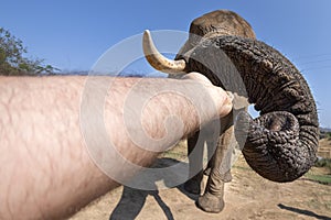 Human hand touching elephant trunk