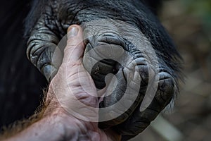 Human hand touching hand of a gorilla. Ai generative