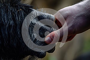 Human hand touching hand of a gorilla. Ai generative