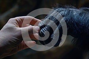 Human hand touching hand of a gorilla. Ai generative