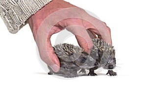 Human hand touching and helping two rescued Young European hedgehogs