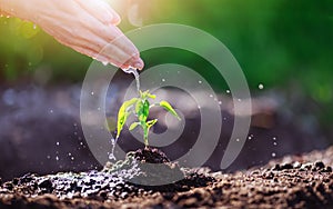 Human hand watering young sprout planted in soil