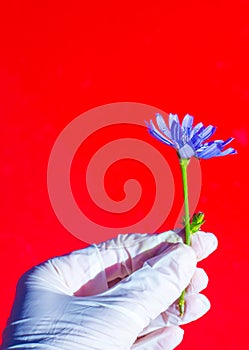 Uomo mano bianco medico guanti possesso blu fioritura fiore sul intenso. verticalmente composizione che cosa 