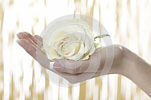 Human hand with white Rose