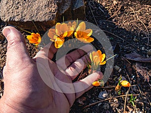 Human handbreadth and yellow blooming saffron flowers.