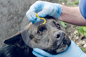 Human hands in blue gloves remove the tick with the hook of the dog