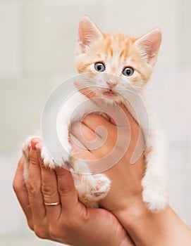 Human hands carefully hold a small kitten.