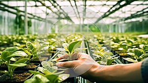 Human hands carefully plant sprouts of tomatoes in a greenhouse