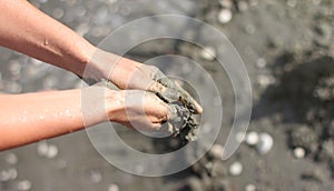 Human hands crumple fresh clay, sample from sea, banner