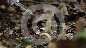 Human hands are cut mushrooms in the forest at autumn. Close-up.